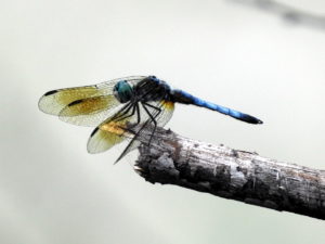 Dragon-fly