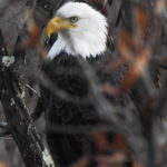 Bald Eagle-nov-29-17