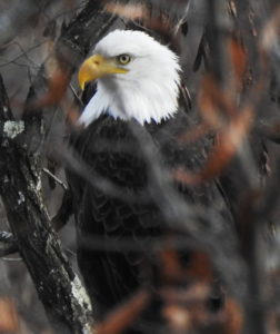 Bald Eagle-nov-29-17