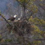 Eagles-nest-03-16