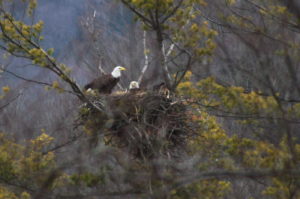 Eagles-nest-03-16