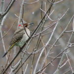 Northern Flicker-Apr-2015