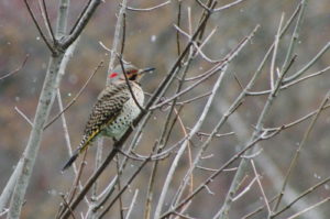 Northern Flicker-Apr-2015