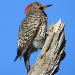 Northern Flicker