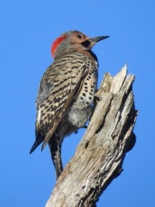 Northern Flicker