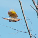 Flicker-in-flight