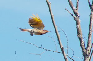 Flicker-in-flight