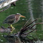 Green-Heron