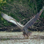 Heron-Chittening-july20-16