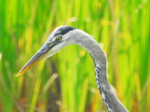 Heron-head