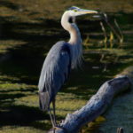 Heron-jul27-16-2