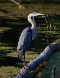 Heron-jul27-16-2