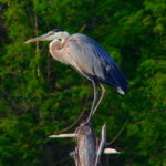 Heron-jul27-16-3