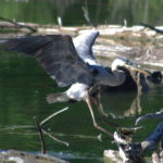 Heron-landing