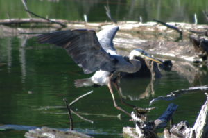 Heron-landing