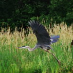 Heron-Weaver-lake