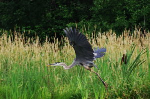 Heron-Weaver-lake