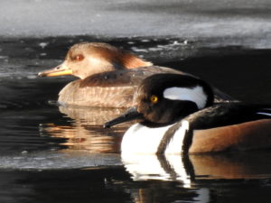 Hooded-Merganzers-Closeup-02-17A