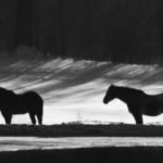 Horses-bw