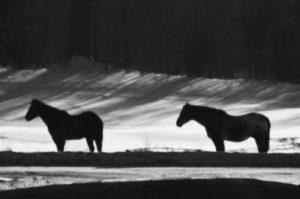 Horses-bw