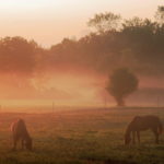 Horses_trenton