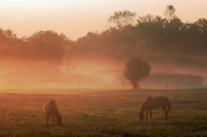 Horses_trenton