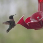 Humming Bird