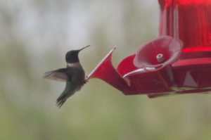 Humming Bird