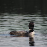 Loon 4 Grass Lake