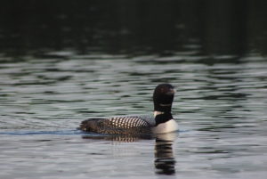 Loon 4 Grass Lake