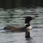 Loon 3 Grass Lake