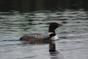 Loon 3 Grass Lake