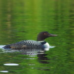 Loon 2 Grass Lake