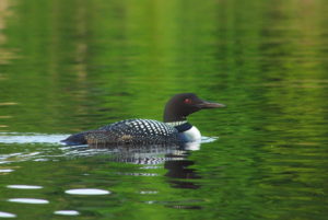 Loon 2 Grass Lake