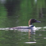 Loon Grass Lake