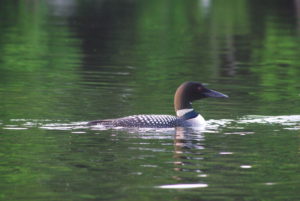 Loon Grass Lake