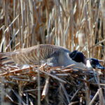 Canada-Goose-nesting