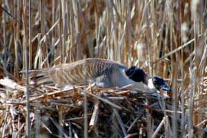 Canada-Goose-nesting