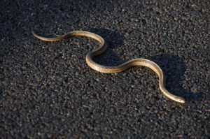 Common Garter Snake - Rayhill Trail February 21, 2018