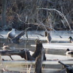 Geese and Mallard Ducks - Rayhill Trail February 21, 2018