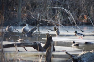 Geese and Mallard Ducks - Rayhill Trail February 21, 2018