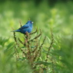 Indigo-Bunting