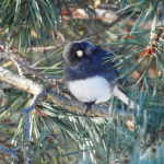 Junco in pine