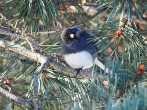 Junco in pine