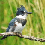 KingFisher-WeaverLake