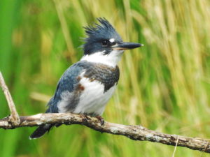 KingFisher-WeaverLake