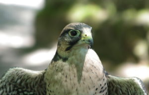 Laner Falcon1