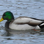 Lone-Mallard