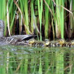 Mallard-Babies-1