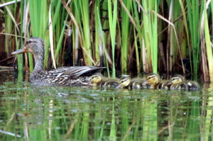 Mallard-Babies-1